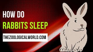 How do rabbits sleep, How do rabbits sleep in the wild, How do rabbits sleep with their eyes open