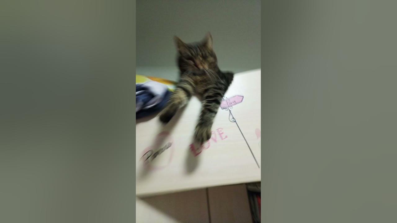 котик😻😻😻 - YouTube