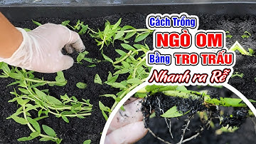 Cách trồng rau ngò om bằng tro trấu nhanh ra rễ