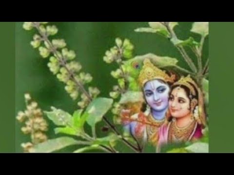 #कृष्ण तुलसी भजन - पूछ रही तुलसी बताओ गिरधारी मैं लागु प्यारी या बसुरिया प्यारी - #भजन_सुधापांडेय