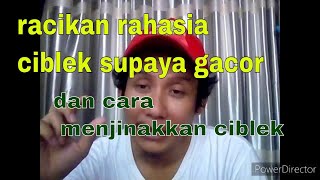 Racikan rahasia ciblek supaya gacor dan cara menjinakkan ciblek