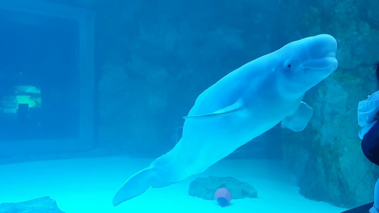 롯데월드 아쿠아리움 오션터널에서 돌아다니다가 아기를 보는 벨루가