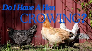 Can A Hen Crow? | Do I Have a Rooster? | Backyard Chickens  | Farmlife | Is This Normal|What Do I Do