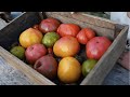 10 tonnes de tomates sur 600m2 