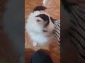 Утренний белый батон