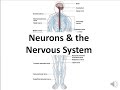 Nervous System Functions and Neurons