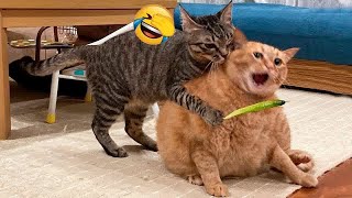 THE BEST CUTE AND FUNNY CAT VIDEOS OF 2024! #6