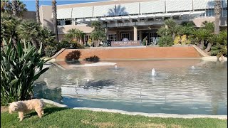 Dog Friendly Hotel Review for the dogs, Coronado Island Marriott Resort and Spa, San Diego