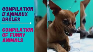Compilation Danimaux Drôles Compilation Of Funny Animals