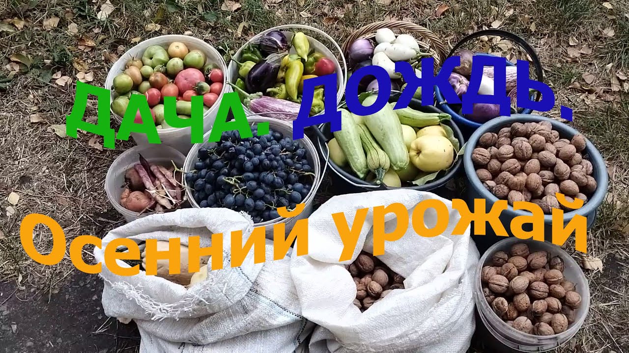 Дача Дождь Осенний урожай - YouTube