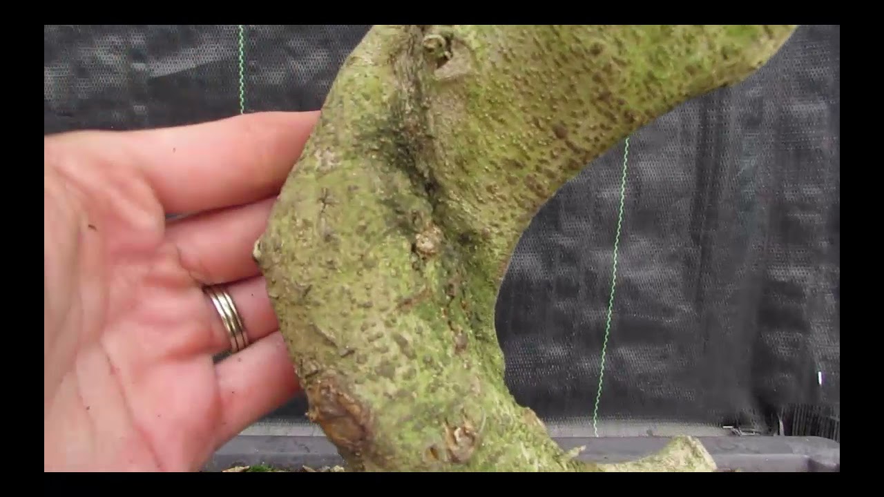 38 Year Old Flowering Ligustrum Specimen Small Tiered Bonsai Tree