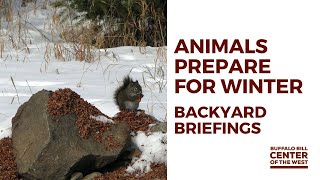 Animals Prepare for Winter | Backyard Briefing