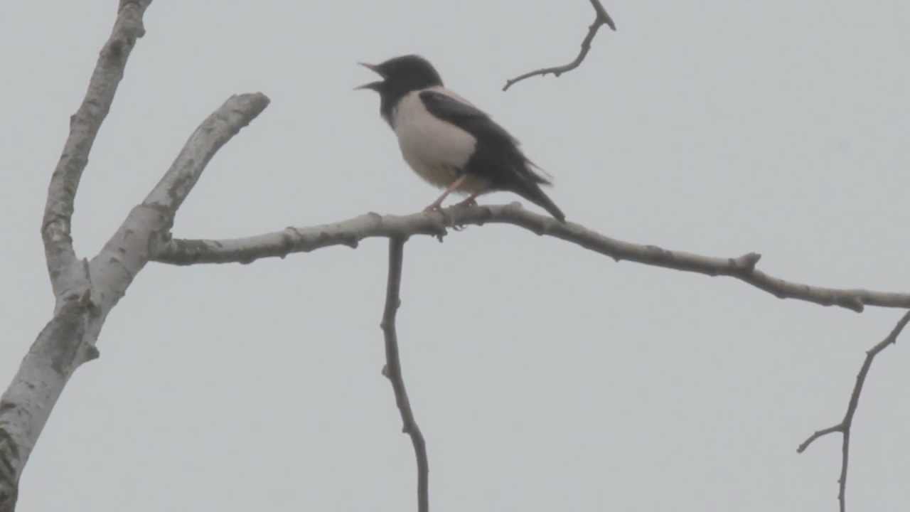 Rose-coloured Starling