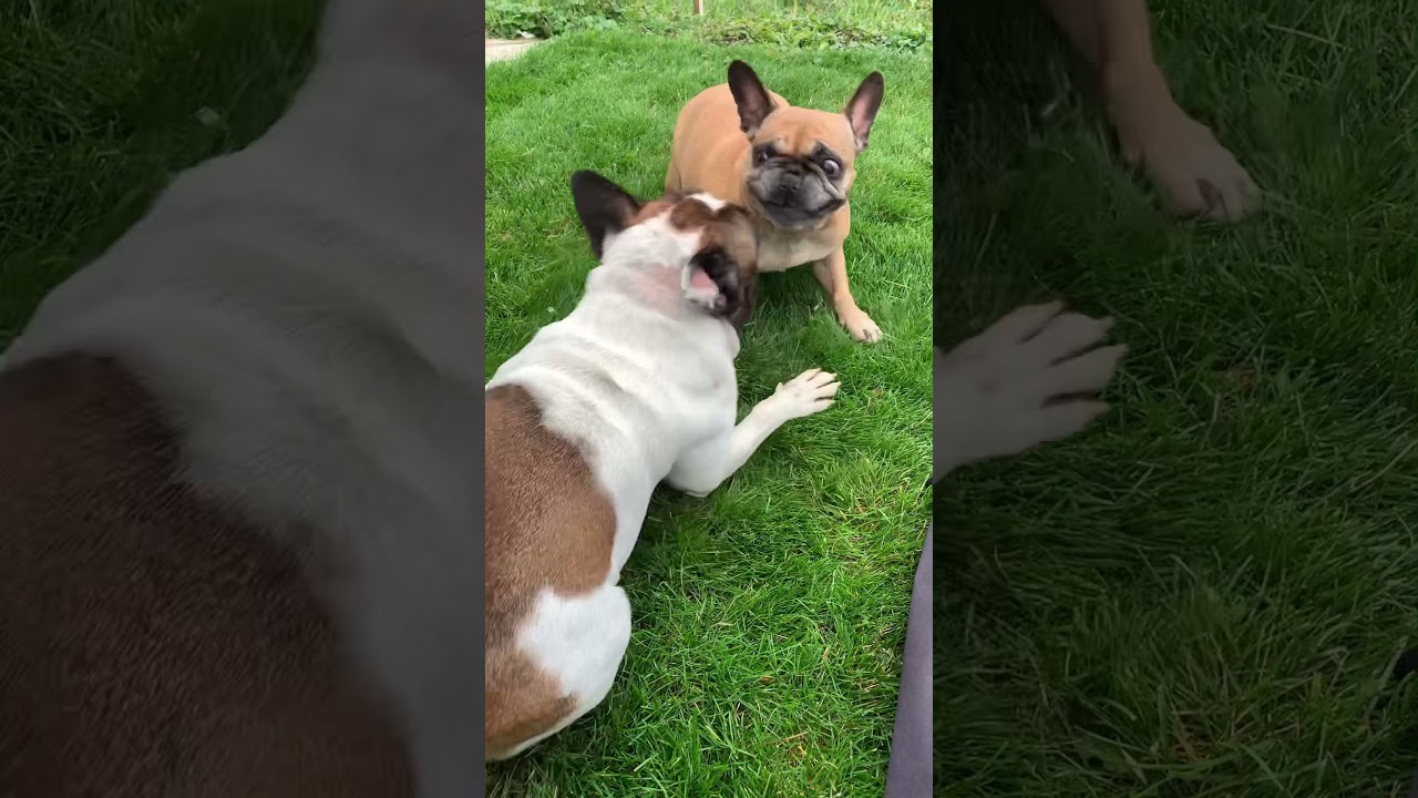 Бульдожьи игры на газоне