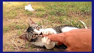 防波堤に集まっていた野良猫家族に会いにいくと大人猫は喜んで寄ってくるけど子猫は逃げる