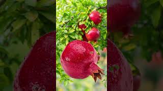 Pomegranate Fruit