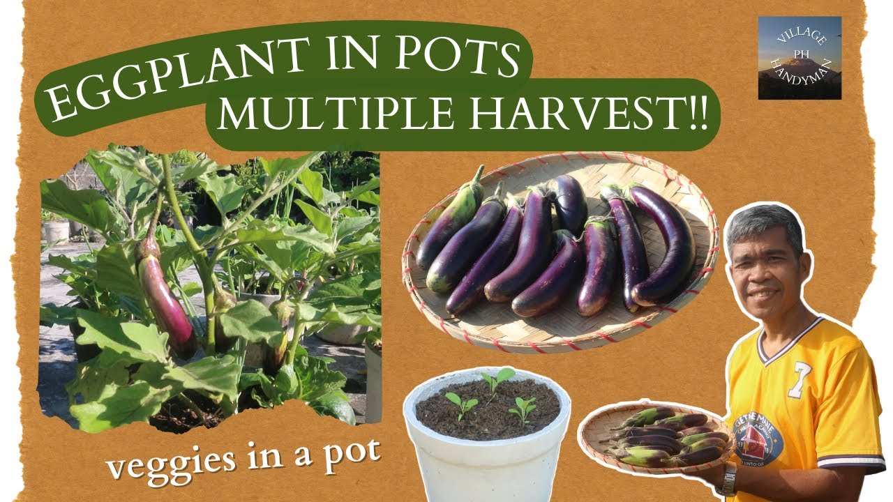 Eggplant in Pots Multiple HARVEST!! Rooftop Garden Gardening YouTube