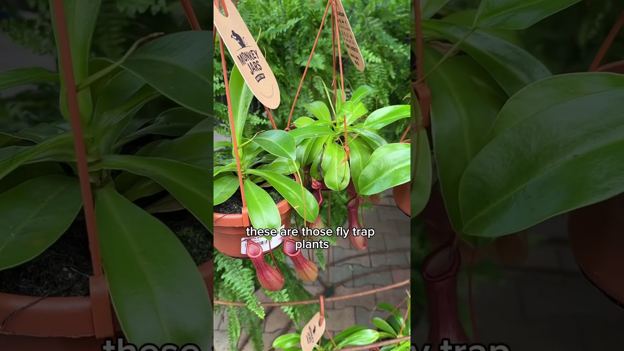 It’s time to plant veggie seeds inside 🥒🍅 