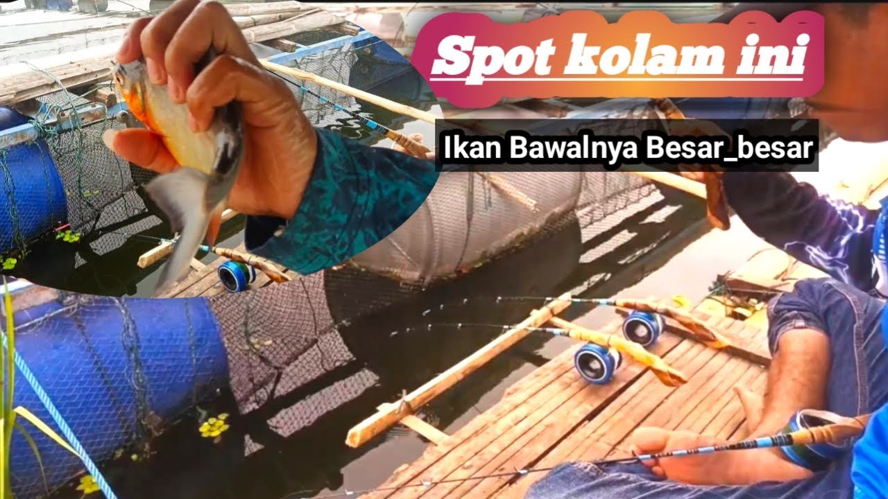SPOT IKAN BAWAL BESAR_Besar