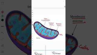 La consommation la matière organique et le flux d'énergie| Glycolyse,mitochondrie,acetylcoa et krebs