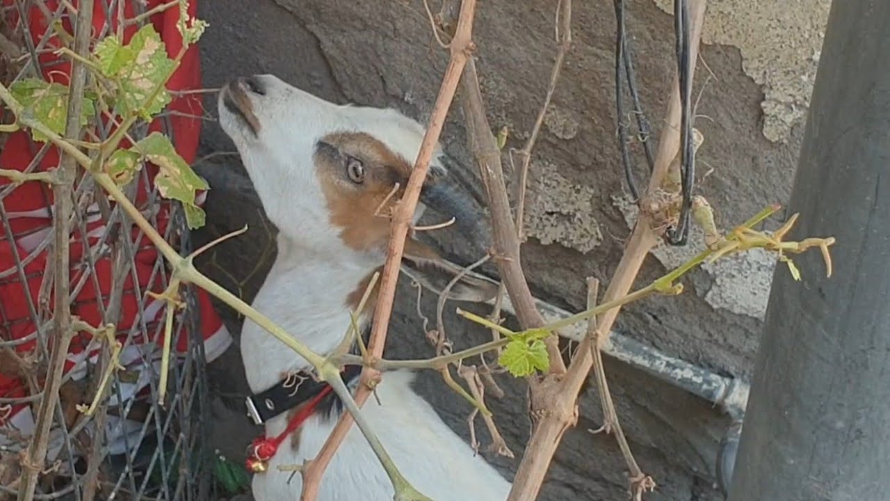 دوو بزنی قە تەری جوان