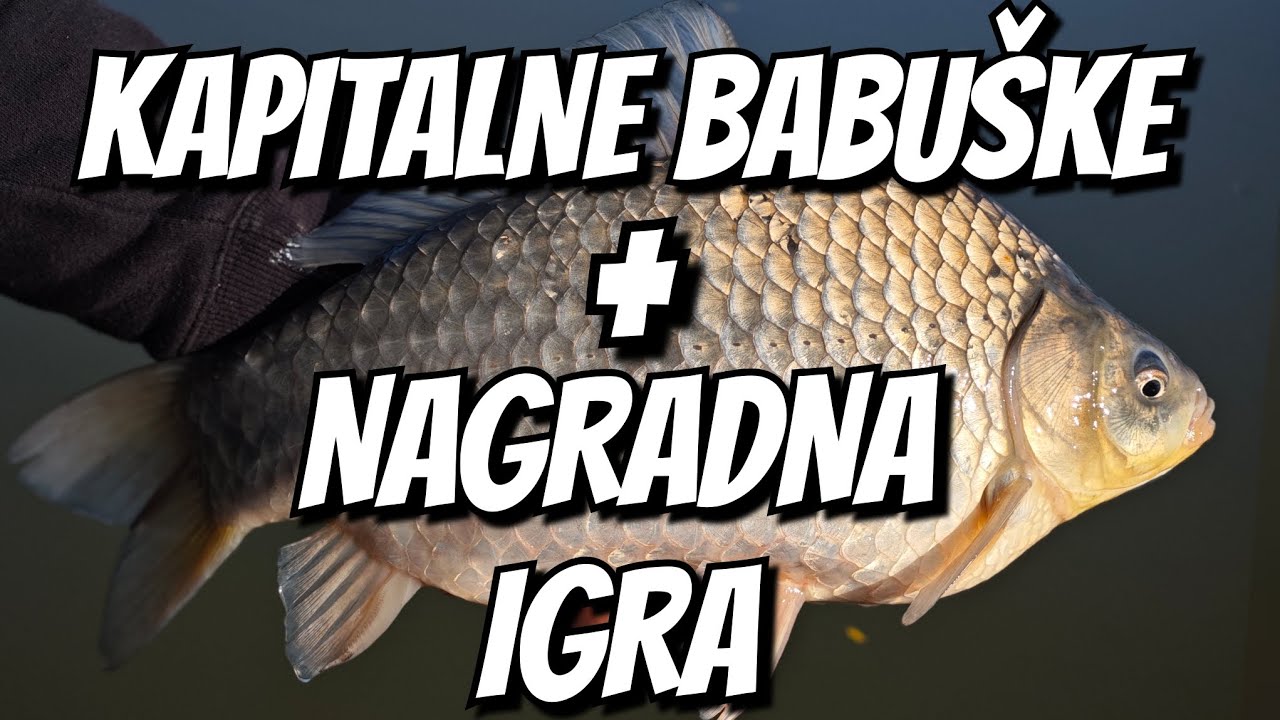 FEEDEROM NA KAPITALNE BABUŠKE - oborio sam svoj rekord šarana + GIVEAWAY!