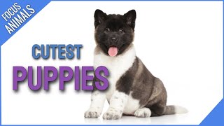 Cutest Puppies! by Focus ANIMALS 21 views 2 years ago 10 minutes, 23 seconds