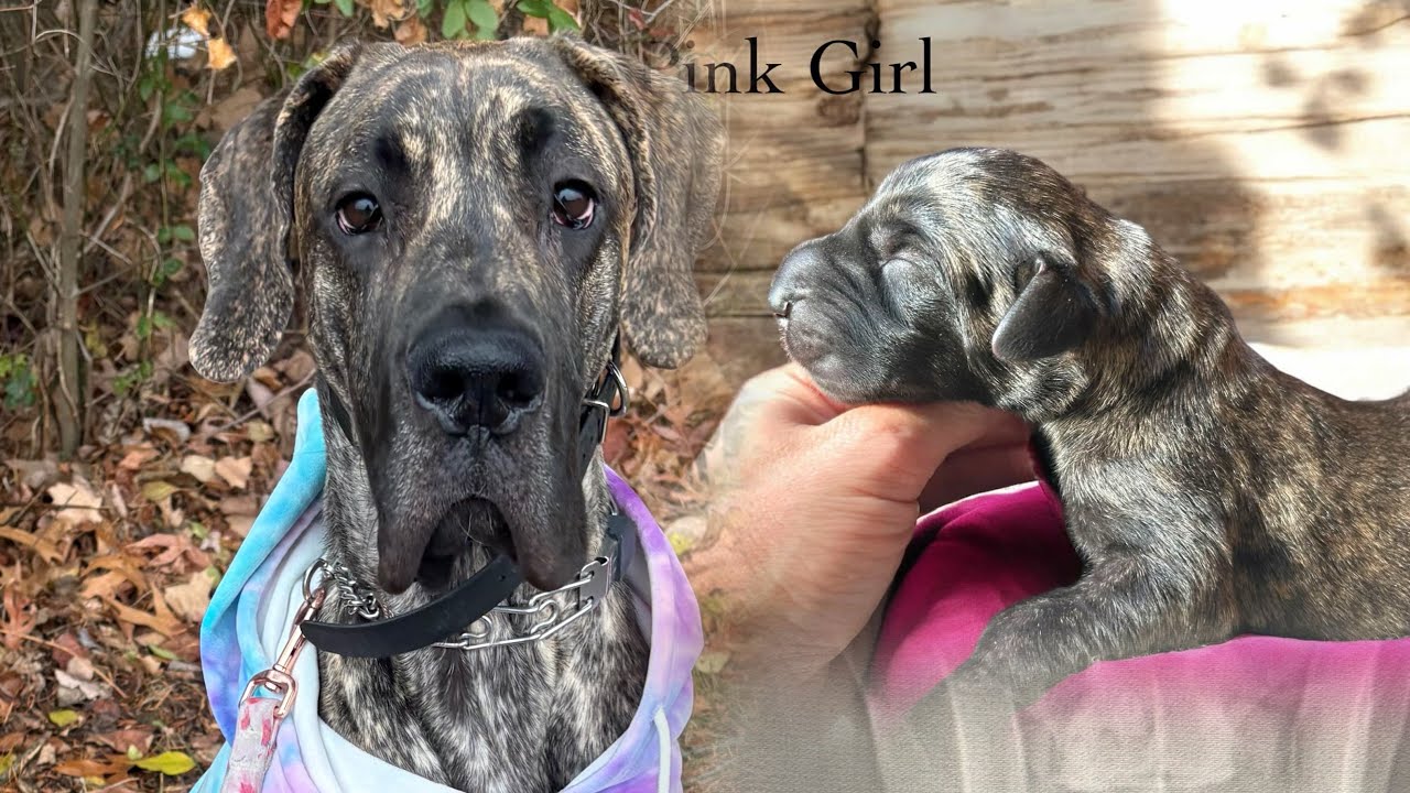 Ciel’s first birthday and doing ofa hip radiographs - YouTube