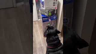 Humpday # R #rottweiler #dog #vlog #youtubeshorts #shorts