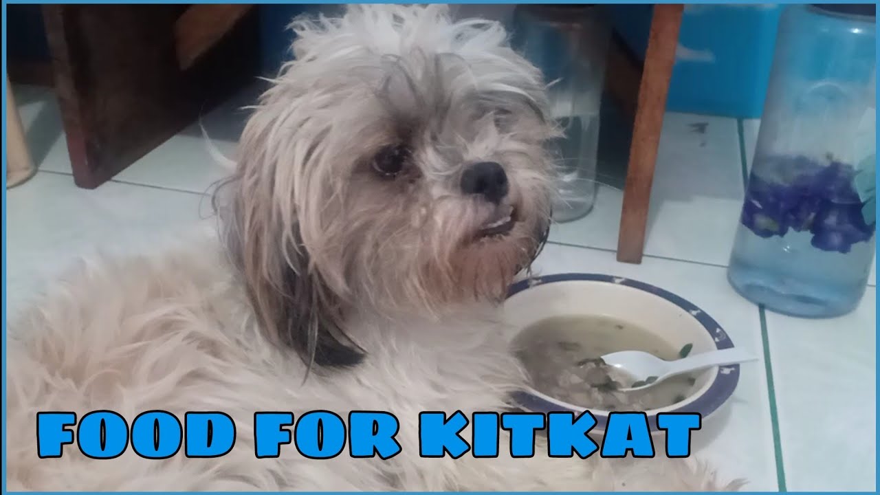 Ano ang dapat na pagkain para sa bagong panganak na shih tzu - YouTube