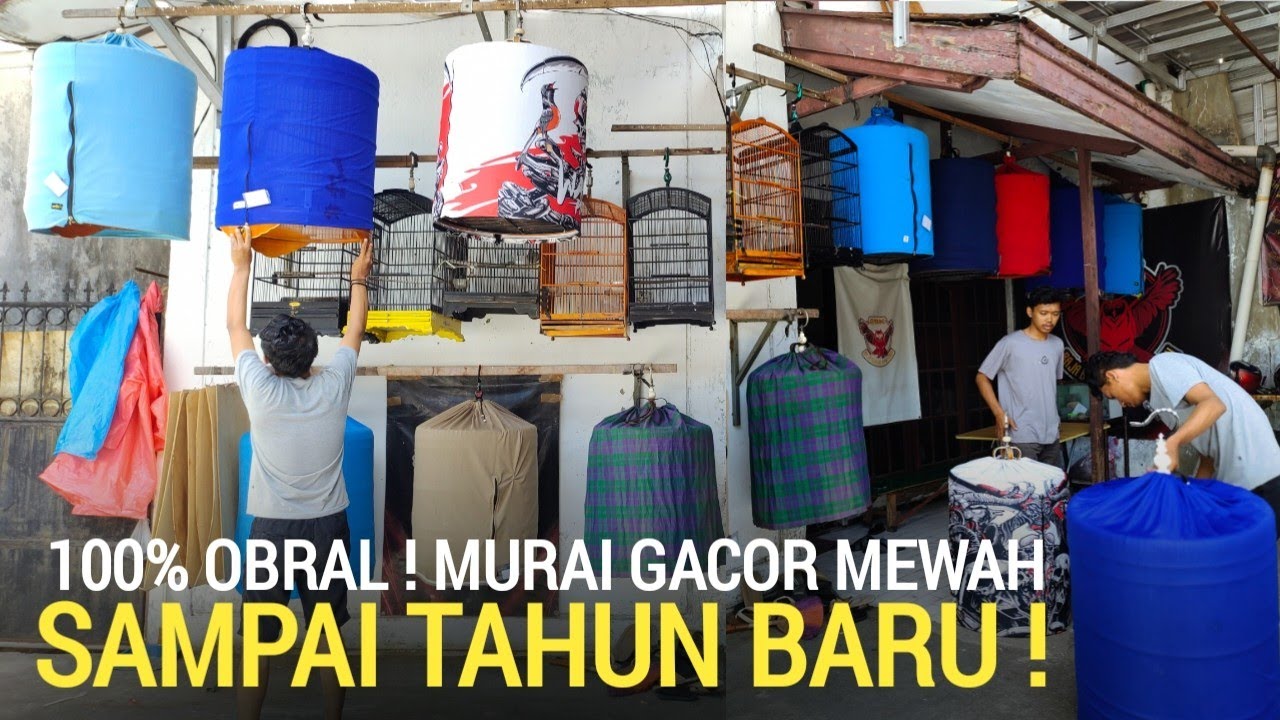 MUMPUNG ADA ! OBRAL PULUHAN MURAI BATU GACORAN COCOK UNTUK GANTANGAN DI KEMAYORAN JAKARTA PUSAT 