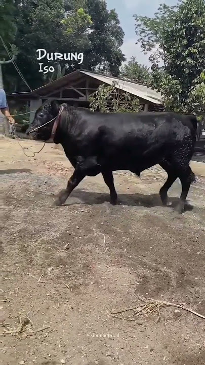 Story WA peternak sapi muda//bossmuda//peternakhandall//peternak muda//gassboss//Qurban2023//17detik