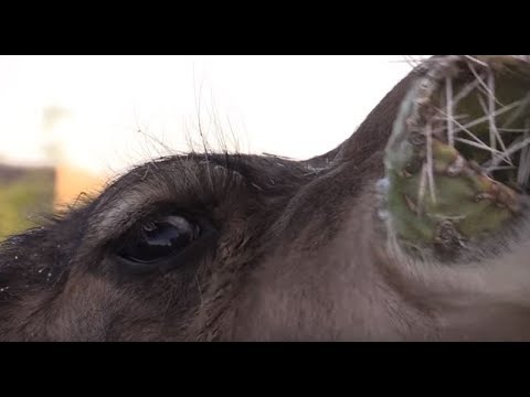 Video: Deve Dikenli Kaktüsleri Nasıl Yer?