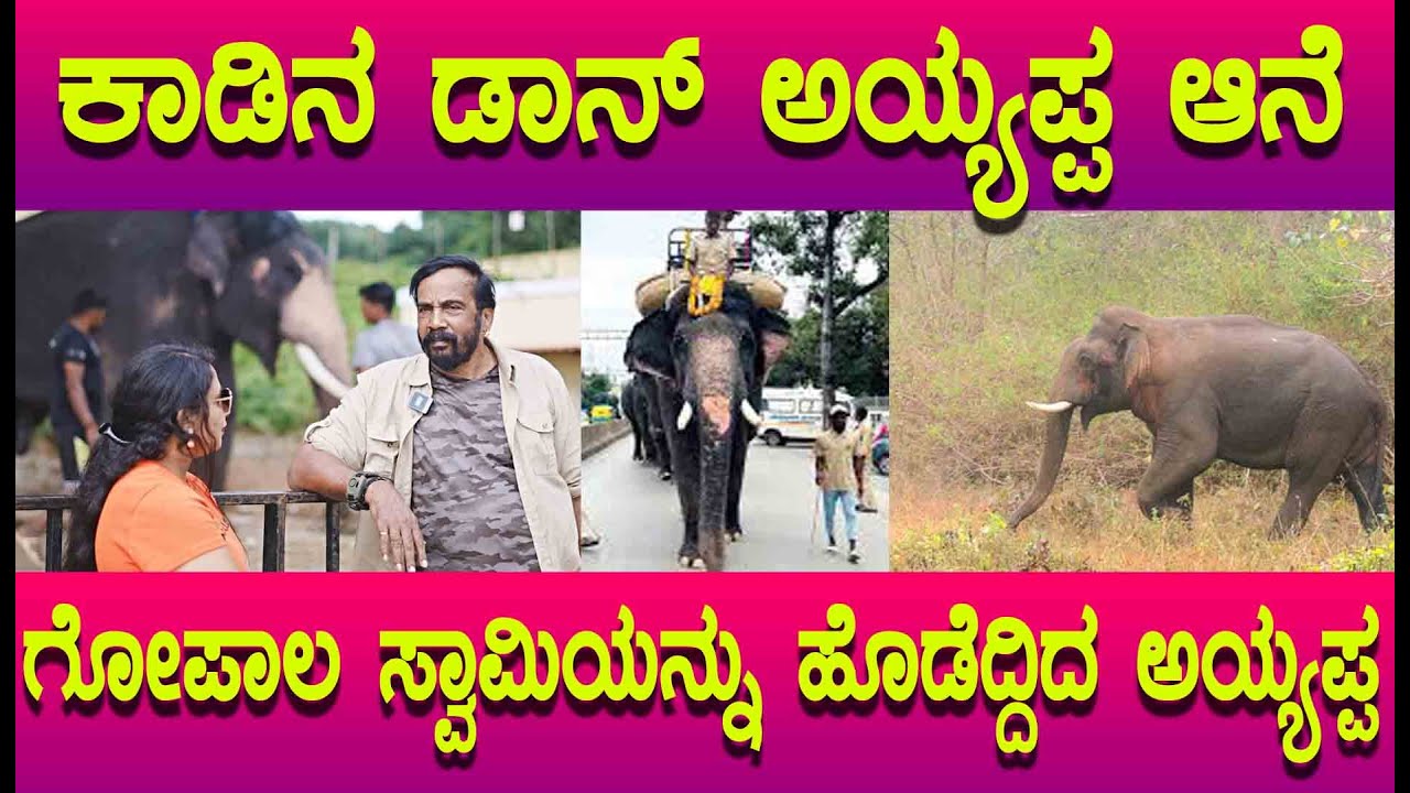 DASARA 2025 ಗೋಪಾಲ ಸ್ಚಾಮಿ ಆನೆಯನ್ನು ಕೊಂದು ಭೀಮ ಆನೆಗು ಪೆಟ್ಟು ಮಾಡಿ ಕಾಡಿನ ಡಾನ್ ಆಗಿರುವ ಅಯ್ಯಪ್ಪ ಆನೆಯ ಕಥೆ