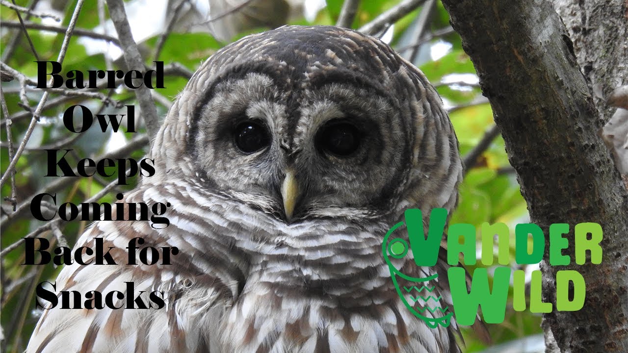 Jeff Makes Friends With a Barred Owl, who then Viciously Guards the VanderMeer's Door.