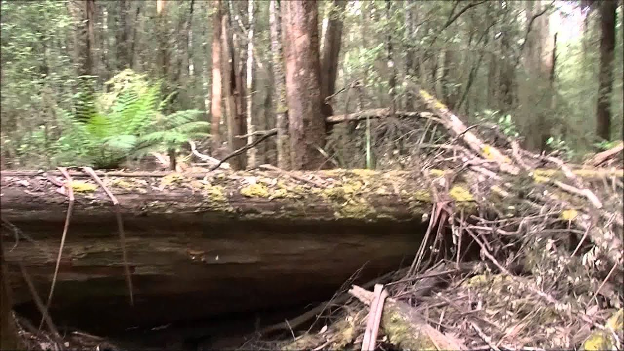 Russell & Horse Shoe Falls - South West Tasmania