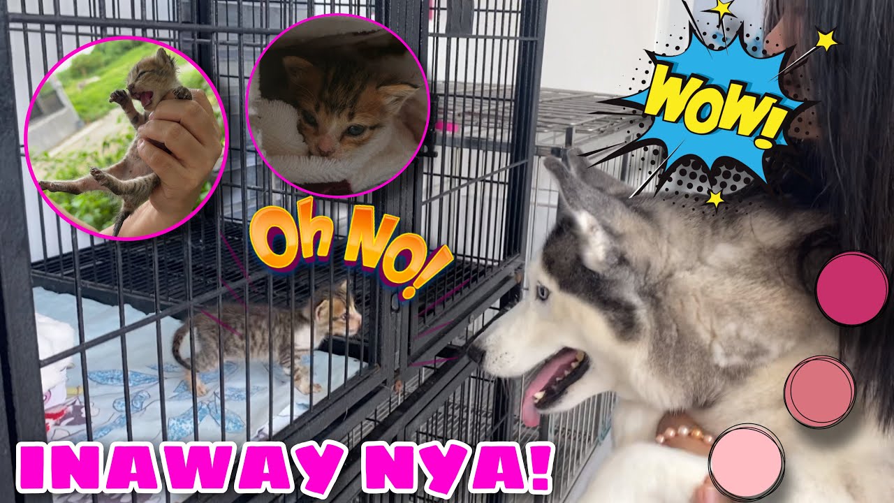 Zyber “WHO HATES CATS” Meets Our Rescue Kitten! | Husky Pack TV