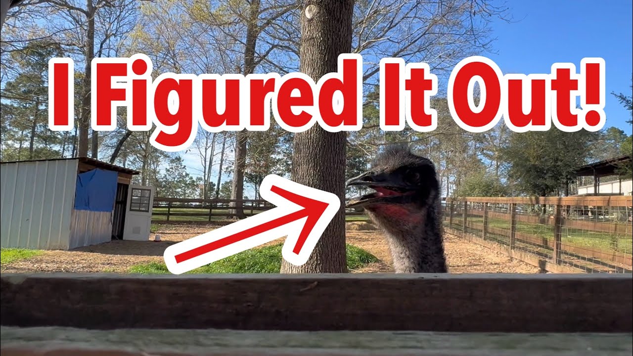 I Know What’s Wrong With Our New Emu