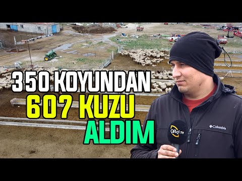 350 Koyundan 607 Kuzu Aldım! / \