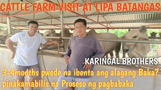 Cattle Farm visit Pinakamabilis na Pag aalaga  ng Baka 3-4 months pwede ng ibenta?