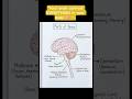 Parts of Brain Explained in 15 Seconds 🧠 | Human Anatomy #Shorts #neet #mbbs #biology #viral #brain