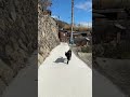 2026/03/04 黑貓