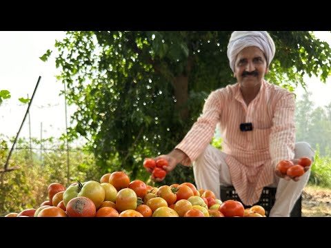 सस्ते रेट पर बिकने वाले टमाटर 🍅🍅को 💯 गुना दामो में ऐसे बेचो 😳 कमाल का एग्री बिज़नेस 🔥