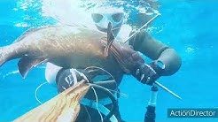 Cernie Dorate e brune in tana 🌊🐟🐟
