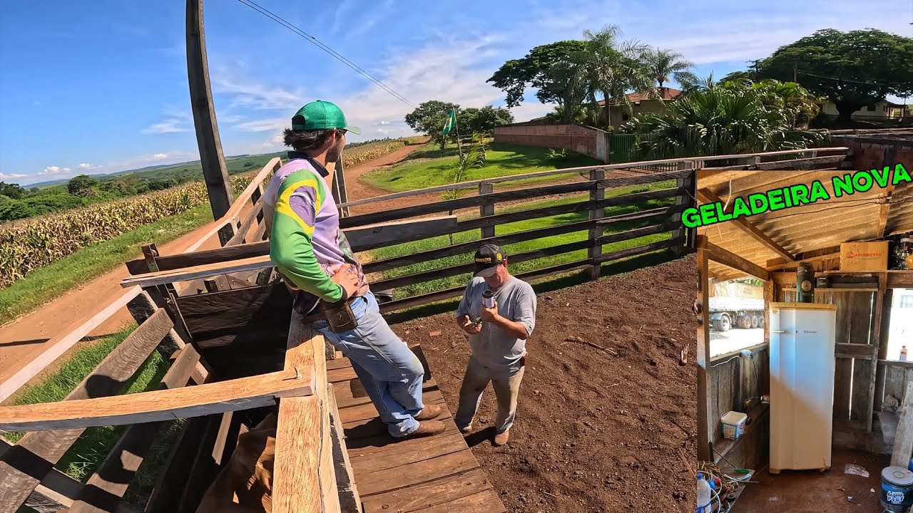 MONTEI UMA GELADEIRA NA OFICINA E VACINAÇÃO NAS VACA 