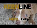 American pocket bully puppy stack training a queen at 2months old dog dogtraining americanbully
