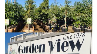 Visiting one of my Favorite Nurseries in Southern California to Check Out its Avocado Trees.