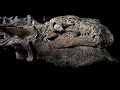 Este es el fósil de dinosaurio mejor conservado de la historia 2017
