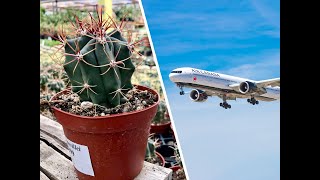 Woman Caught Smuggling 947 Cactus Plants Onto Airplane?!( CLIP)