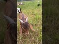 Happy 1st Bday Benny Boy #goat #birthday #goatfarming #godpurpose #2026 #awesomegod